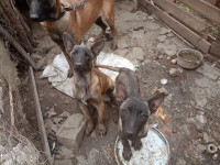 chien-malinois-4-mois-ouaguenoun-tizi-ouzou-algerie