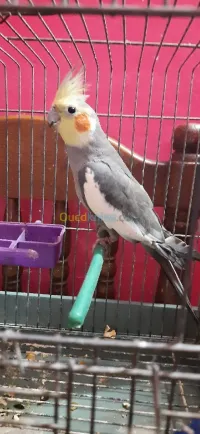 كالوبسيت