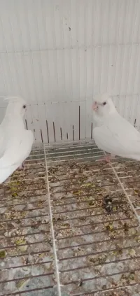 Couple calopsitte albinos 