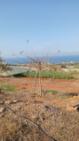 terrain-agricole-vente-tipaza-fouka-algerie