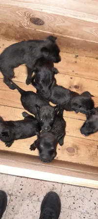 Chiot Malinois pure sang 