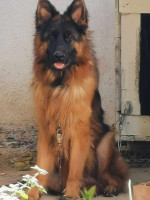 chien-berger-allemand-larbaa-blida-algerie