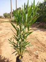 jardinage-espaces-verts-algerie