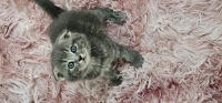 Des Chatons Scottish Fold Et British Pure Race 