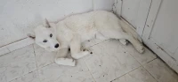 Chiot Husky Sibérien mâle blanc 4 mois importé du Canada