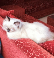 chat-ragdoll-alger-centre-algerie