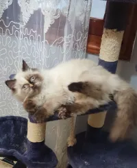 Chat persan himalaya