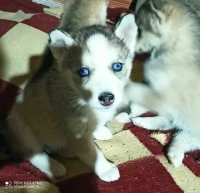 Chiots husky à vendre