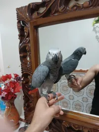 بيروكي perroquet  غابوني رمادي