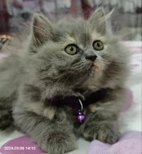 Chat race persan très douce à prix raisonnable 