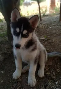 Husky 