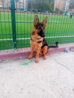 chien-berger-blida-algerie