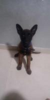 chien-malinois-charbonnier-hydra-alger-algerie