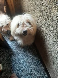 كانيش، caniche 