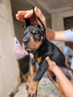 chien-doberman-european-birkhadem-alger-algerie