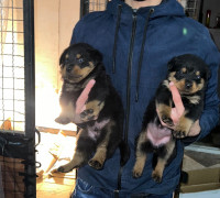 chien-couple-rottweiler-tizi-ouzou-algerie