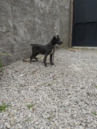 Femelle cane corso grise yeux bleu 