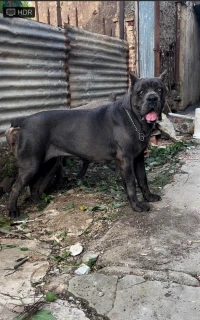 Cane Corso Chiot