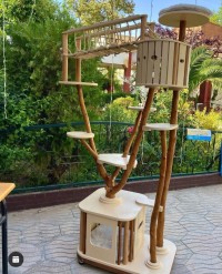 بستنة-arbre-a-chat-تلمسان-الجزائر