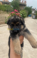 chien-berger-allemand-blida-algerie