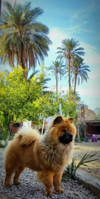 Chow chow