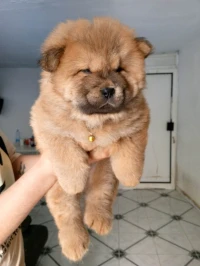 Chien Chow chow pure race 