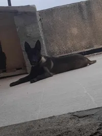 Chiots malinois 