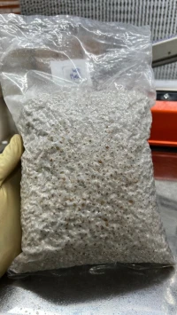 Semences de champignons  بذور الفطر