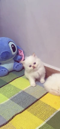 02 chatons blonds yeux bleus mâle 