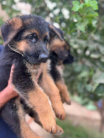 chien-chiot-berger-allemand-pedigree-male-rouiba-alger-algerie