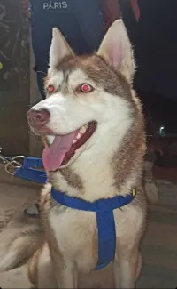 Husky 