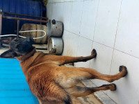 chien-malinois-charboni-boufarik-blida-algerie