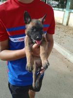 chien-malinois-15-mois-birtouta-alger-algerie