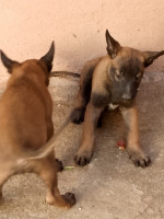 chien-chiots-belge-malinois-maatka-tizi-ouzou-algerie