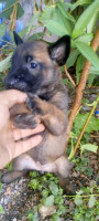 chien-chiots-malinois-azazga-tizi-ouzou-algerie