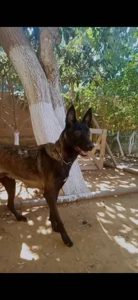 Malinois masque noir 