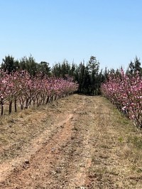 أرض-فلاحية-بيع-الجلفة-بنهار-الجزائر
