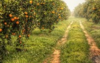 أرض-فلاحية-بحث-عن-شراء-البويرة-الجزائر