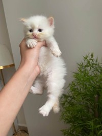 Chat de race