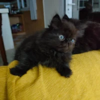 قطط فاريسية chatons persans