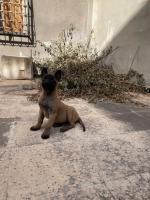 chien-malinois-femelle-guelma-algerie