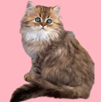 Chats Persan pure race