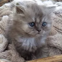 Chats persan