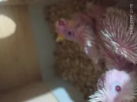 Bebe calopsitte