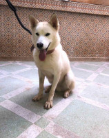 chien-husky-siberiens-bab-ezzouar-alger-algerie