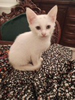 chat-petit-a-adopter-sidi-moussa-alger-algerie