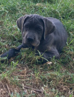 chien-cane-corso-annaba-algerie