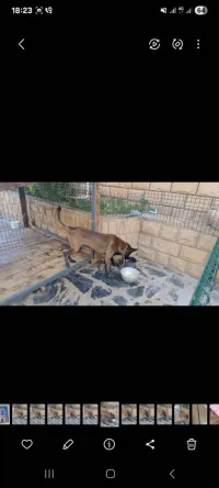  Malinois charbonne male 13 mois