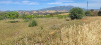 terrain-agricole-vente-tipaza-meurad-algerie