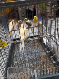 Canari